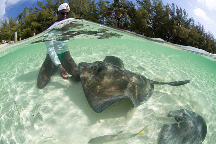 Well fed and happy stingrays