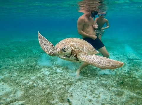 Feeding the turtles at Farmer's Cay