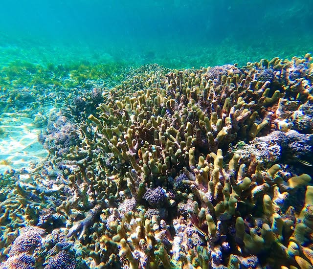 Vibrant coral off of Norman's Pond Cay