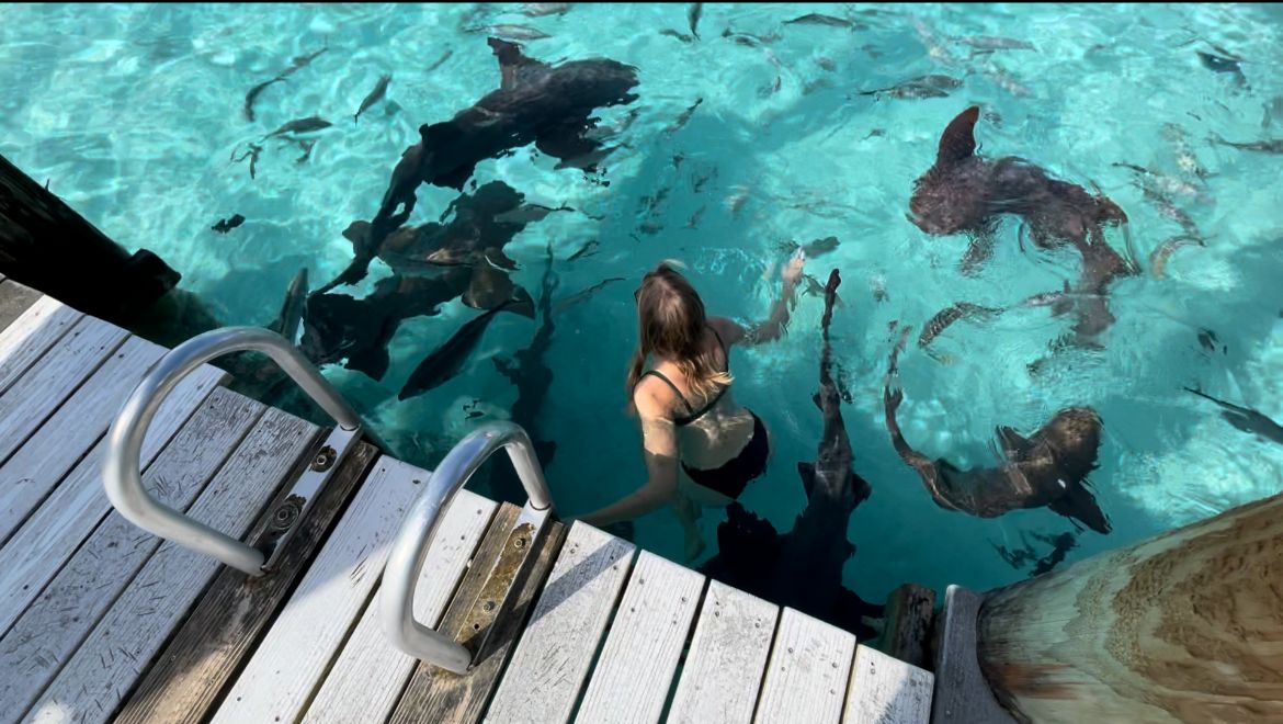Compass Cay shark swim
