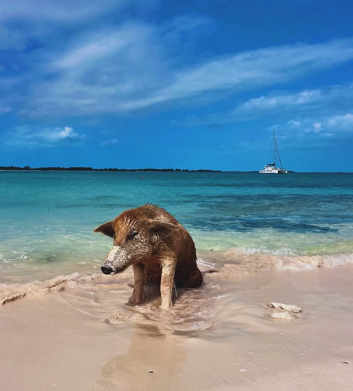 Hanging out with the pigs by Staniel Cay